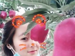 Chinese State instructor students at hand pictures in someone's skin apple orch